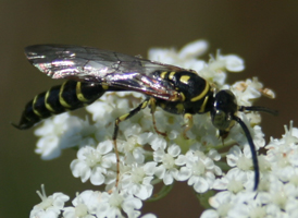 Five-banded Thynnid Wasp